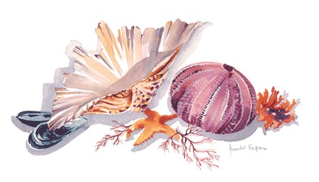 Shell 3